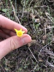 Narcissus triandrus lusitanicus