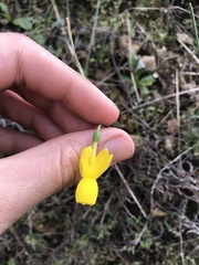 Narcissus triandrus lusitanicus