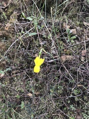 Narcissus triandrus lusitanicus