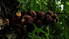 Bdallophytum americanum