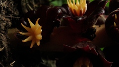 Bdallophytum americanum