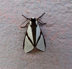 Turuptiana