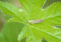Graphocephala constricta