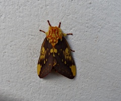 Citheronia maureillei