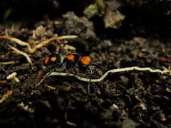 Pseudomethoca verticalis