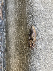 Chalcophora georgiana