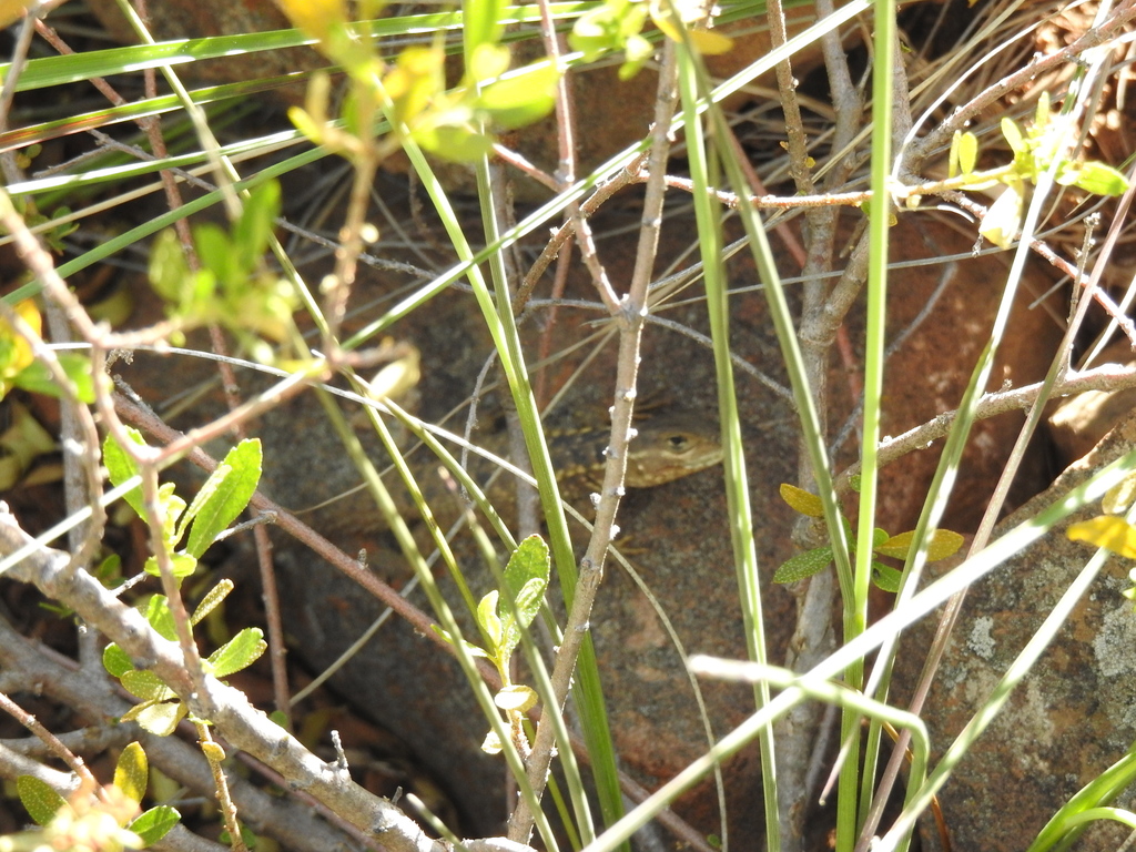 Rose Whorltail Iguana