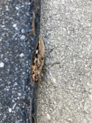 Chalcophora georgiana