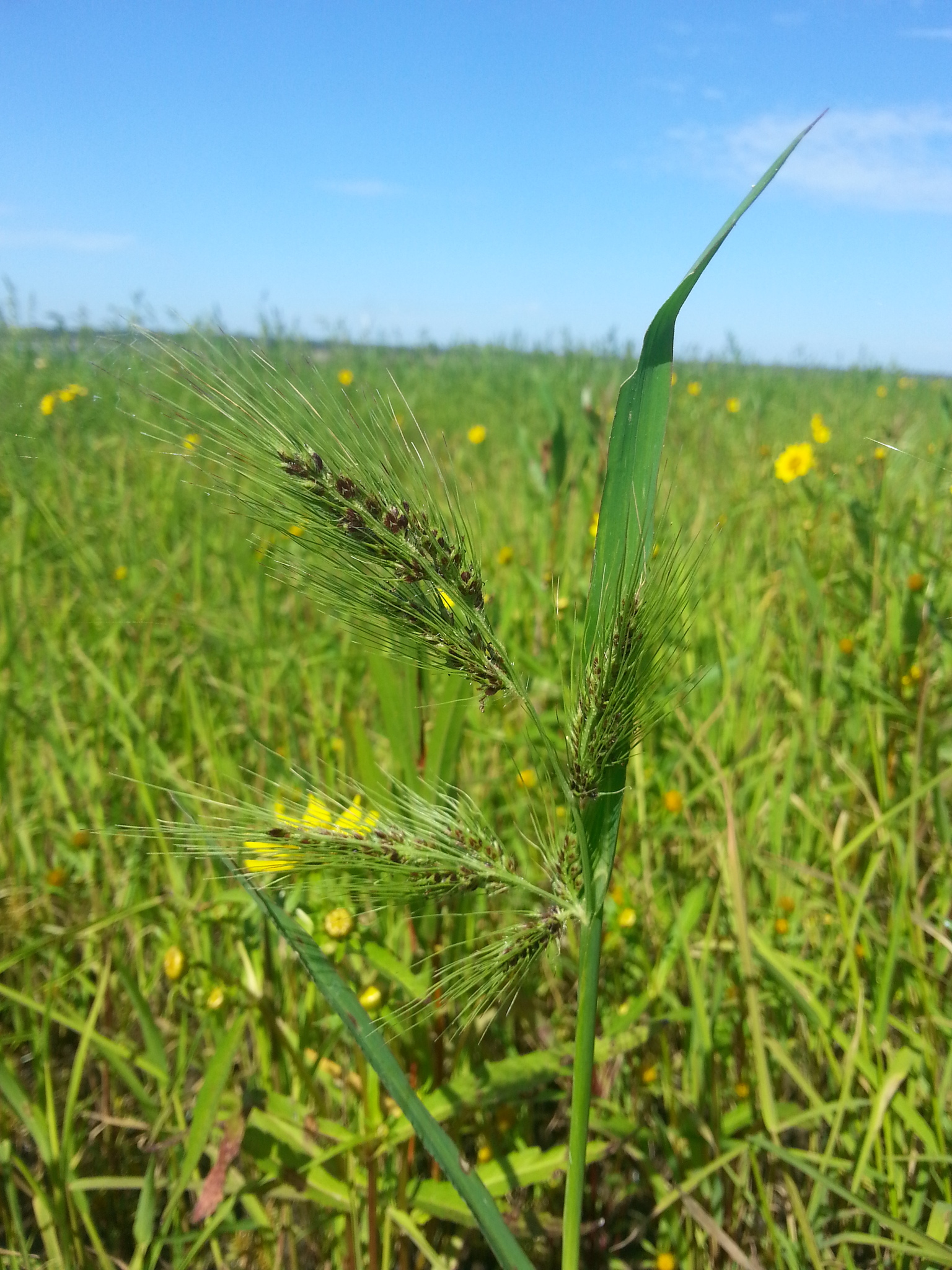 Echinochloa walteri