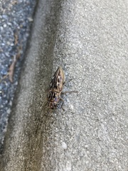 Chalcophora georgiana