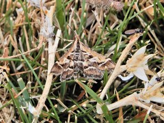 Diasemia grammalis