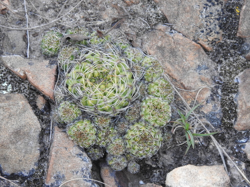 Weingartia canigueralii