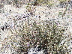 Malesherbia linearifolia