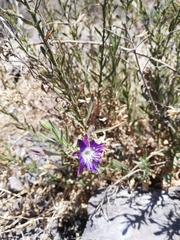 Malesherbia linearifolia