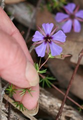 Platytheca galioides