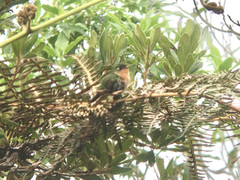 Anthocephala floriceps