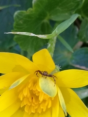 Synema globosum
