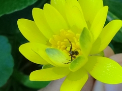 Synema globosum