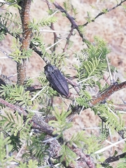 Ectinogonia buquetii