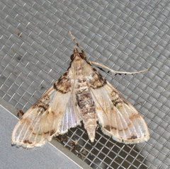 Azochis
