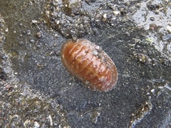 Lepidozona interstincta