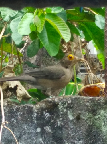 Spectacled Thrush (Turdus nudigenis), photo 9