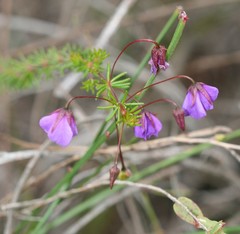 Platytheca galioides