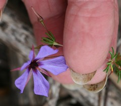 Platytheca galioides