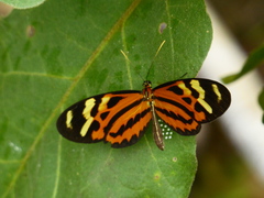 Mechanitis polymnia kayei