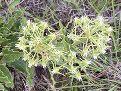 Oxypetalum crispum