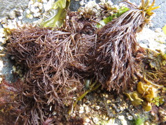 Cryptosiphonia woodii