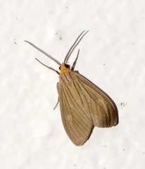 Agaraea