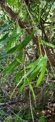 Metrosideros angustifolia