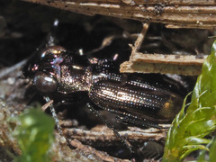 Notiophilus aquaticus