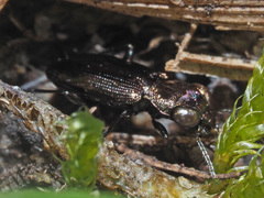 Notiophilus aquaticus