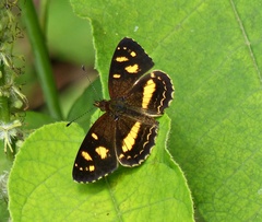 Telenassa berenice