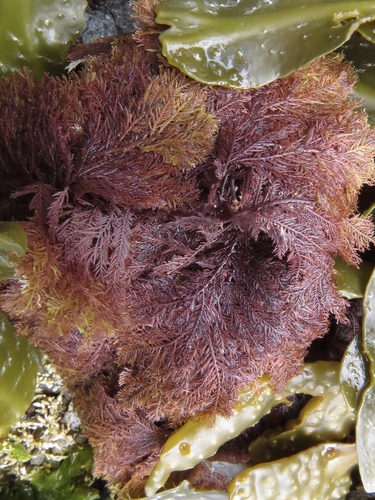 Neoptilota asplenioides observed 2017-05-24