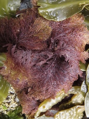 Neoptilota asplenioides