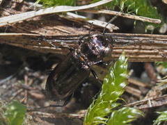 Notiophilus aquaticus