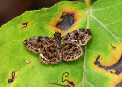 Gorgythion begga begga