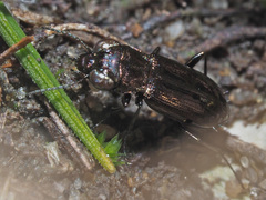 Notiophilus aquaticus