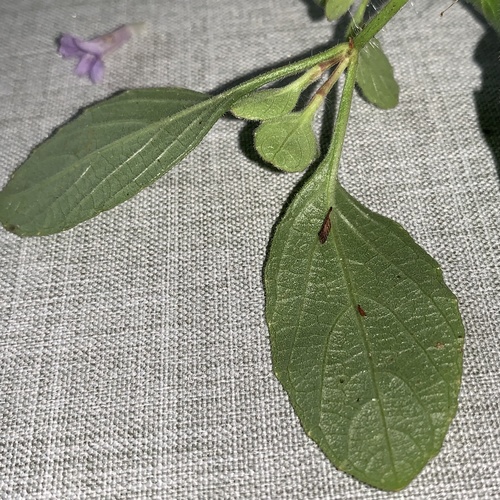 Ruellia prostrata image