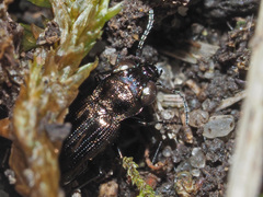Notiophilus aquaticus