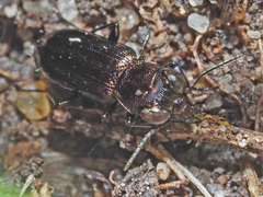 Notiophilus aquaticus