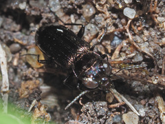 Notiophilus aquaticus