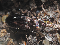 Notiophilus aquaticus