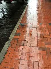 Columba livia domestica