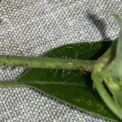 Ruellia prostrata image