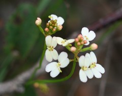 Stylidium junceum