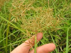 Cyperus digitatus